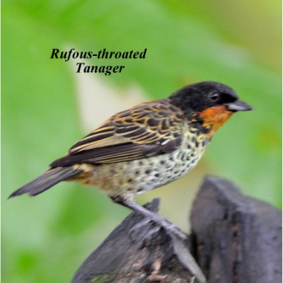 Rufous-throated Tanager